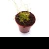 Przykladowe oferowane sztuki/ egzemplary plants 